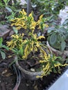 Yellow Codiaeum variegatum (garden croton) Flowers in Flower Pots in Home Garden Royalty Free Stock Photo