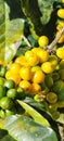 Yellow coffee beans growing on the hill of the Vulcan Bura. Boquete, Panama Royalty Free Stock Photo