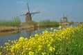 Yellow coleseed in front of the famous windmills of Kinderdijk
