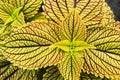 Yellow coleus leaves