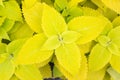 Yellow Coleus leaves (Painted nettle,Flame nettle )