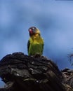 Yellow-collared lovebird