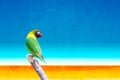 Yellow-collared lovebird (Agapornis personatus)