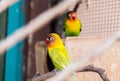 Yellow-collared lovebird Agapornis personatus Royalty Free Stock Photo