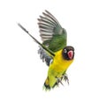 Yellow-collared lovebird flying, isolated Royalty Free Stock Photo