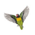 Yellow-collared lovebird flying, isolated Royalty Free Stock Photo