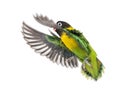 Yellow-collared lovebird flying, isolated Royalty Free Stock Photo