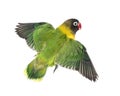 Yellow-collared lovebird flying, isolated Royalty Free Stock Photo