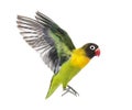 Yellow-collared lovebird flying, isolated Royalty Free Stock Photo