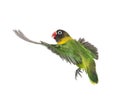 Yellow-collared lovebird flying, isolated Royalty Free Stock Photo