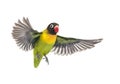 Yellow-collared lovebird flying, isolated Royalty Free Stock Photo