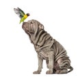 Yellow-collared lovebird sitting on the nose of a puppy Shar Pei