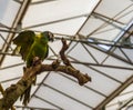 Yellow collared macaw parrot spreading its wings, popular tropical pet from Brazil, colorful tropical bird