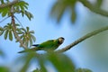 Yellow-collared Macaw, Primolius auricollis, Portrait big green parrot, Pantanal, Brazil, South America. Beautiful rare bird in th