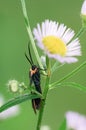 Yellow-collared Scrape Moth on Annual Fleabane, Toronto, Ontario