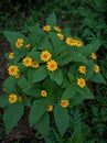 yellow coluor flowers plant Sri Lanka Royalty Free Stock Photo