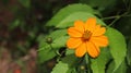 Yellow color Ata Pethiya flower in Sri Lanka Royalty Free Stock Photo