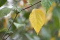 Yellow color hibiscus leaf. Beautiful creative Shot