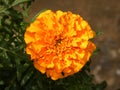 Yellow color Marigold, Tagetes flower in garden Royalty Free Stock Photo