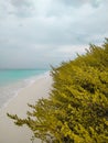 Yellow color plant largely grown near the shore and sea color is green