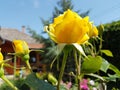 Yellow color rose petal, flower head, fresh summer floral with green leaf closeup