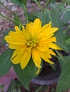 Yellow color small Sun Flower in Sri Lanka Royalty Free Stock Photo