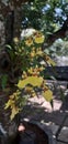 Yellow color SriLankan kandyan dancer flowers