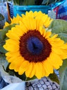 Yellow color of sunflowers with brown and blue pitiless