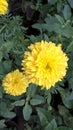 Yellow color Tagetes flower and plant closeup view for multipurpose use Royalty Free Stock Photo