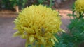 Yellow color single thousand petal flower is blooming alone