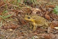 Yellow color toad Royalty Free Stock Photo