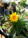 Yellow Color of Treasure Flower or Gazania rigens in the Garden Royalty Free Stock Photo