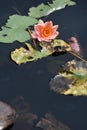 Pink color water lily Royalty Free Stock Photo