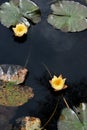 Yellow color water lily Royalty Free Stock Photo