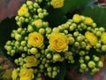 Yellow color wildflower in garden in pot, flower bouquet Royalty Free Stock Photo