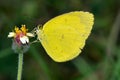 Yellow colored butterfly