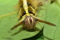 The yellow-colored caterpillar has a full length of fine hair all over its body