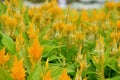 The yellow colored cockscomb in the garden