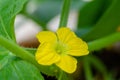 Yellow colored flower of Japanese melon. Used selective focus Royalty Free Stock Photo