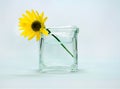 A yellow colored flower in a vase. Royalty Free Stock Photo