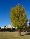 Yellow colored gingko tree with Himeji castle in the background Royalty Free Stock Photo