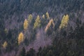 Yellow - colored larch trees in a spruce forest in autumn. Royalty Free Stock Photo