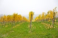 Autumnal vineyard landscape in Vienna