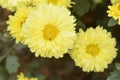 Yellow colored marigold flowers with green leaves in a garden Royalty Free Stock Photo