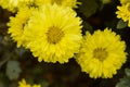 Yellow colored marigold flowers with green leaves in a garden Royalty Free Stock Photo