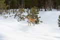 Yellow colored puppy explores deep snows in mountain forest