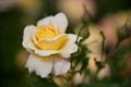 Yellow colored rose Royalty Free Stock Photo