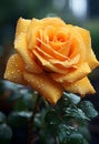 Single stem of yellow rose with waterdroplets Royalty Free Stock Photo