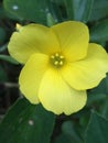 Sri Lankan Forest Yellow Flower