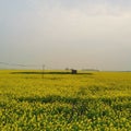 The yellow-colored state of Chalanbeel Sirajganj